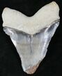 Stormy Gray - Bone Valley Megalodon Tooth #22141-2